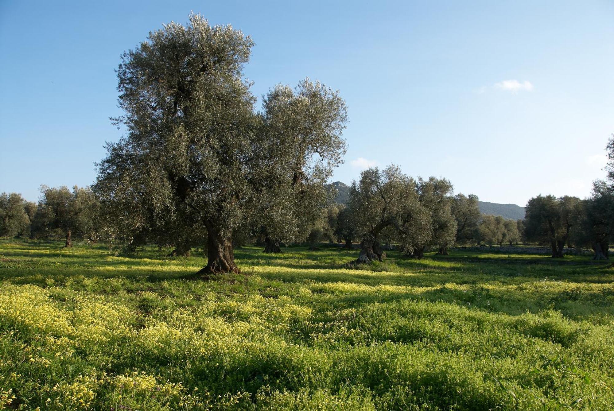 Minicasa Nella Natura, Con Piscina A Due Passi Ostuni Exterior photo